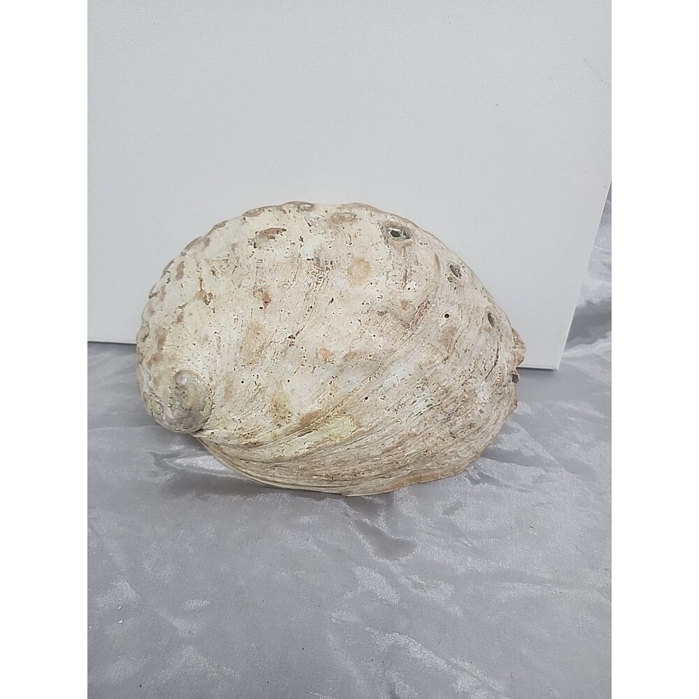 Large 7.5 x 5.5" Red Abalone Haliotis Rufescens Shell,  medium/large